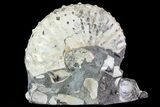 Discoscaphites Gulosus Ammonite - South Dakota #73857-1